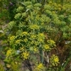 Foeniculum vulgare -- Fenchel